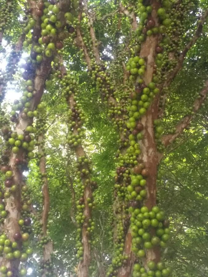 Sitio Cachoeirinha - Araguaia Marechal Floriano Bagian luar foto